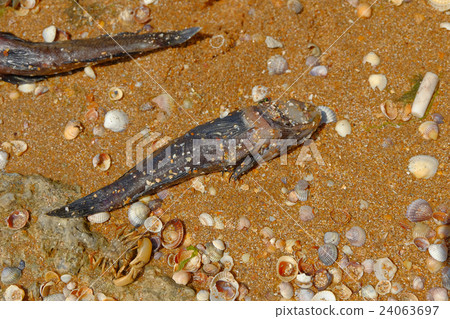 Dead fishes and crab on the beach, environment Dead fishes and crab on the beach, environment 24063697