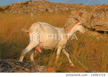young white goat with horns standing on the rock 24063728