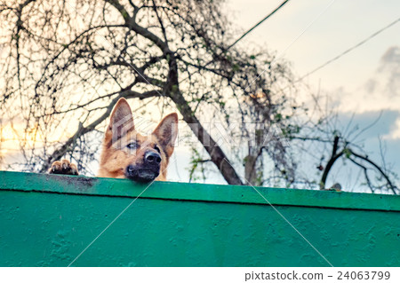 Faithful dog waits return of his master Faithful dog waits return of his master 24063799