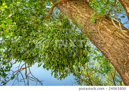 Mistletoe or Viscum album on a poplar branch Mistletoe or Viscum album on a poplar branch 24063800