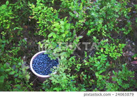 Bucket of blue berries near berry bush in forest Bucket of blue berries near berry bush in forest 24063879