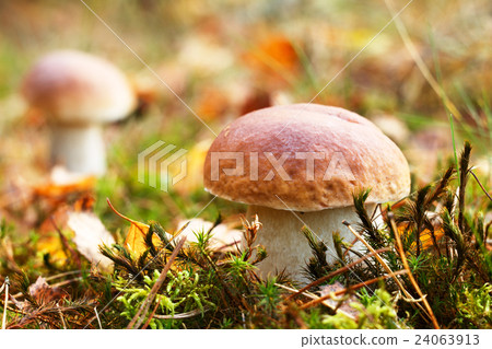 Delicious porcini mushrooms in forest 24063913
