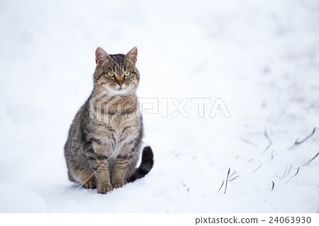 Lonely homeless cat sitting outdoors in winter Lonely homeless cat sitting outdoors in winter 24063930