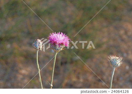 thistle flower and two buds thistle flower and two buds 24064126
