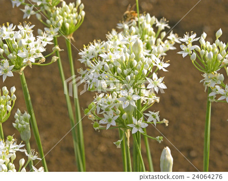 Nira Flower Nira Flower 24064276