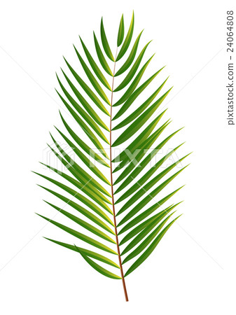 Palm Tree Leaf  Silhouette Isolated on White 24064808