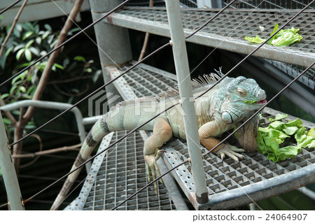 iguana in the zoo of Budapest 24064907