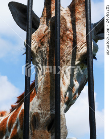 giraffe head behind bars 24065205