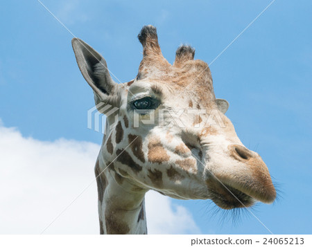 side giraffe head on blue sky background side giraffe head on blue sky background 24065213