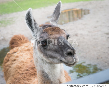 close up of cute lama head with hope in eyes close up of cute lama head with hope in eyes 24065214