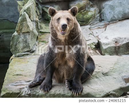 brown bear looks into your eyes 24065215