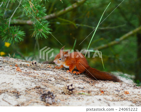 cunning look squirrel on natural forest backfround 24065222