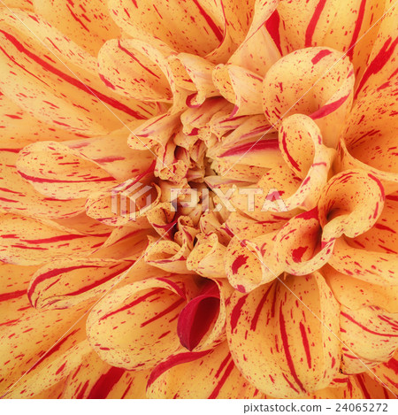Yellow flower petals, macro of chrysanthemum Yellow flower petals, macro of chrysanthemum 24065272