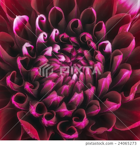 Dark red flower petals, macro of chrysanthemum 24065273
