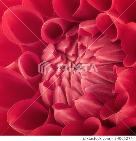 Red flower petals, macro of chrysanthemum 24065274