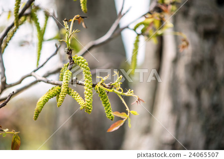 spring birch catkins on the branch with leaves spring birch catkins on the branch with leaves 24065507