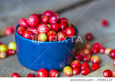 cranberries 24066119
