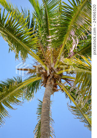 Palm tree at the tropical resort on sunny day Palm tree at the tropical resort on sunny day 24066320