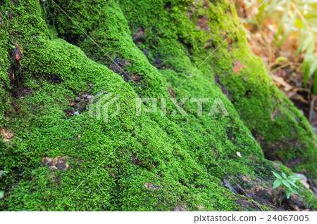 Close up of Moss on tree in deep forest. Nature 24067005