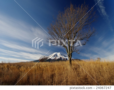 Fuji of the late autumn Pearligahara 24067247