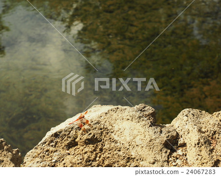 在山梨縣的檜野村的Oshino Hakkai和Choshi Pond停留在已婚池塘的保護船的石頭中的金合歡渦輪 24067283