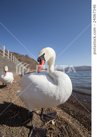 Swan (swan) 24067346