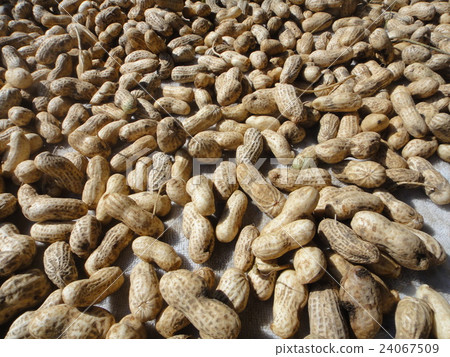 peanuts peanuts 24067509