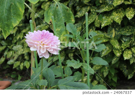 牡丹 24067837