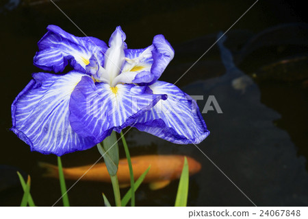 Hida Kagawa的Ayame和猩紅鯉魚 24067848