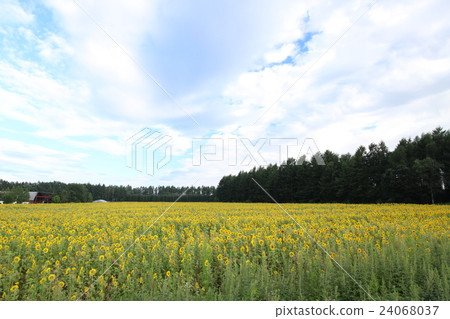 Sunflower field Sunflower field 24068037