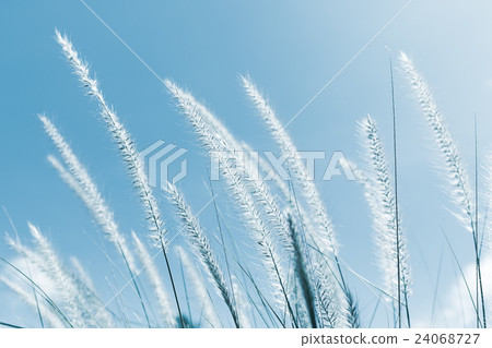 Cogon Grass on blue sky background 24068727