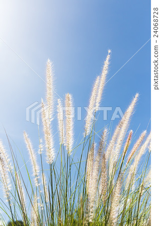 Cogon Grass on blue sky background Cogon Grass on blue sky background 24068728