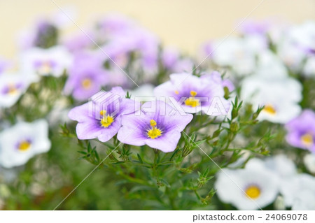 Nyrenbergia Nyrenbergia 24069078