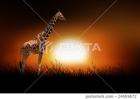 Giraffe on the background of sunset 24069672