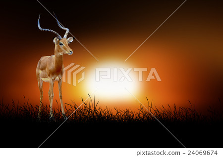 Impala on the background of sunset Impala on the background of sunset 24069674