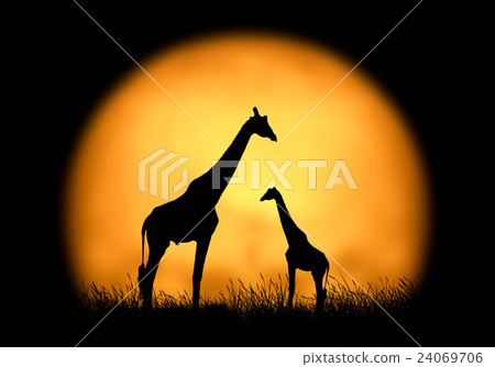 Silhouette giraffe on the background of sunset Silhouette giraffe on the background of sunset 24069706