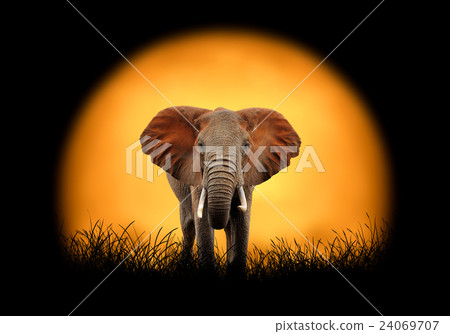 Elephant on the background of sunset Elephant on the background of sunset 24069707