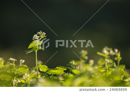 蕎麥花 蕎麥花 24069899
