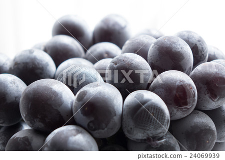 Grape Fujiboshi 24069939