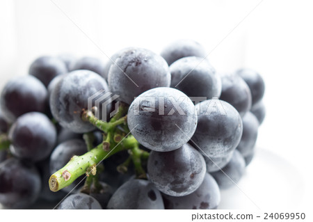 Grape Fujiboshi 24069950