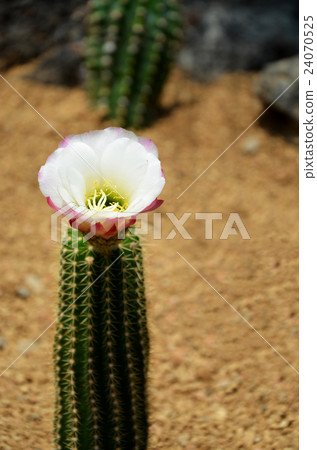 Cactus flower 24070525
