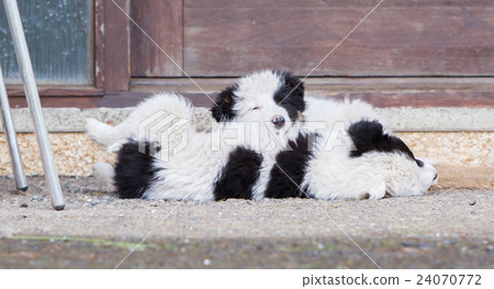 Border Collie puppies sleeping on a farm Border Collie puppies sleeping on a farm 24070772