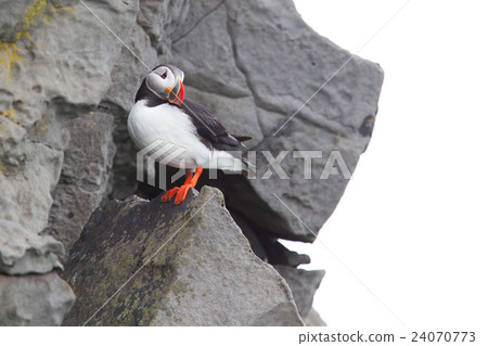 Colorful Puffin isolated in natural environment Colorful Puffin isolated in natural environment 24070773
