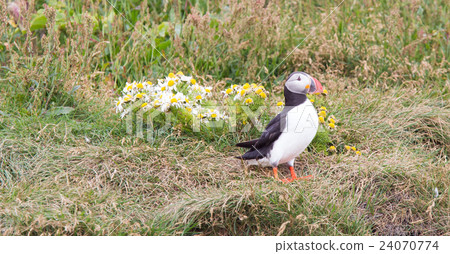 Colorful Puffin isolated in natural environment Colorful Puffin isolated in natural environment 24070774