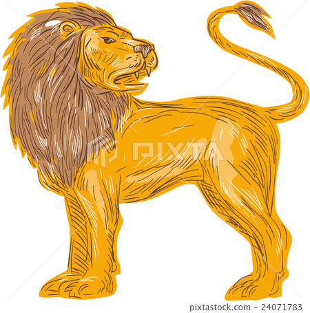 Angry Lion Big Cat Roaring Drawing Angry Lion Big Cat Roaring Drawing 24071783