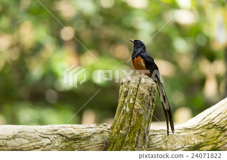 White-Romped shama bird standing on timber White-Romped shama bird standing on timber 24071822