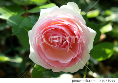 Rose Pierre de Ronsar 24071955