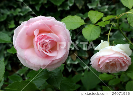Rose Pierre de Ronsar 24071956