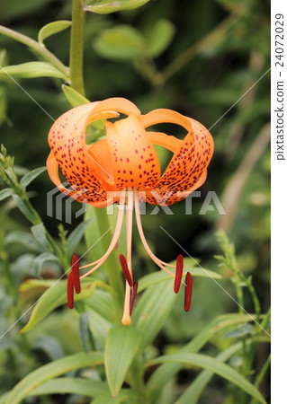 開花在Yamanobe的蔥百合 開花在Yamanobe的蔥百合 24072029