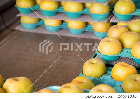 Pears before shipment Harvested pears Autumn taste fruit fruits Japanese pears a lot Pears before shipment Harvested pears Autumn taste fruit fruits Japanese pears a lot 24072036